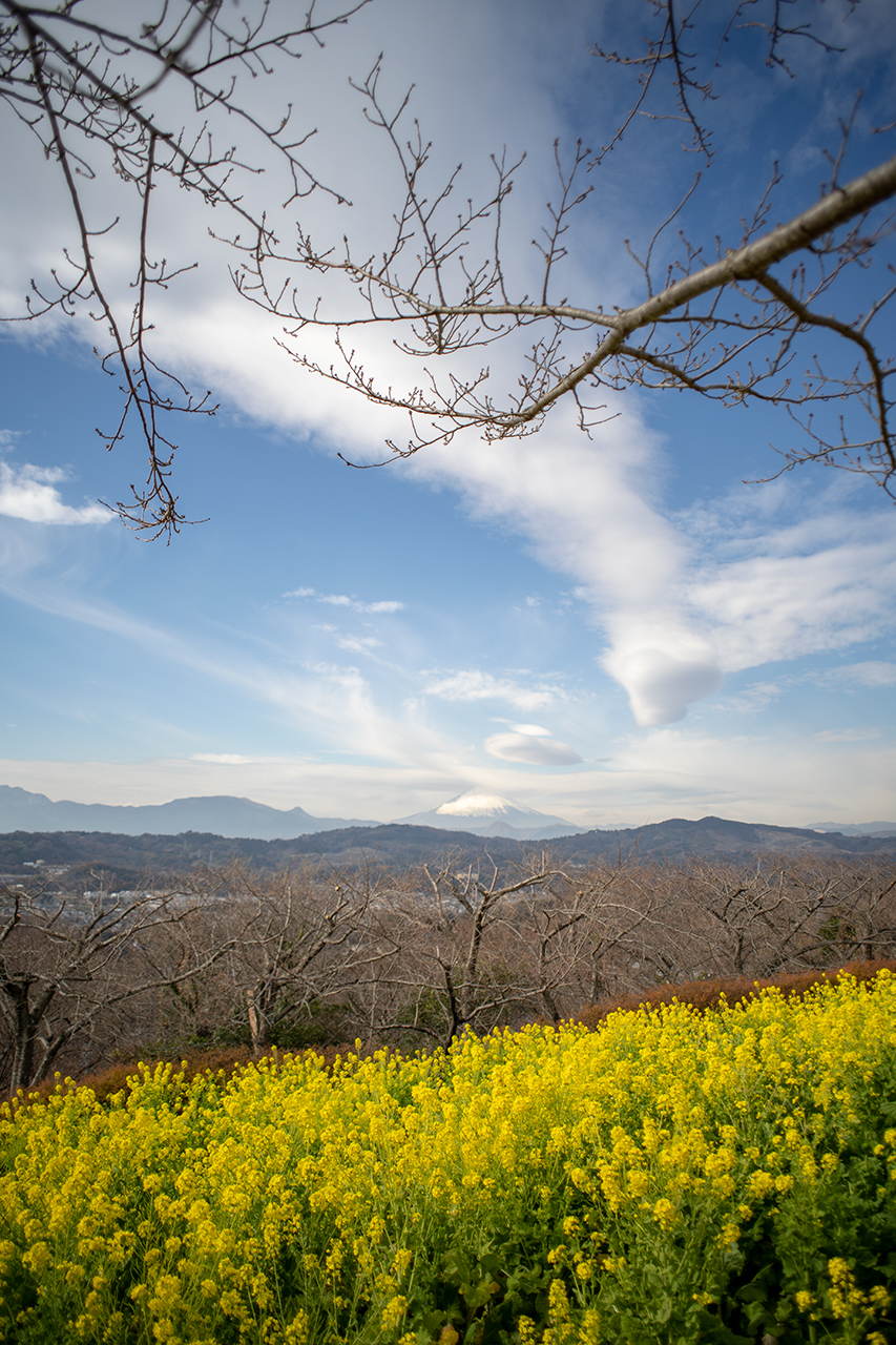 MINOLTA New MD 24mm F2.8の作例