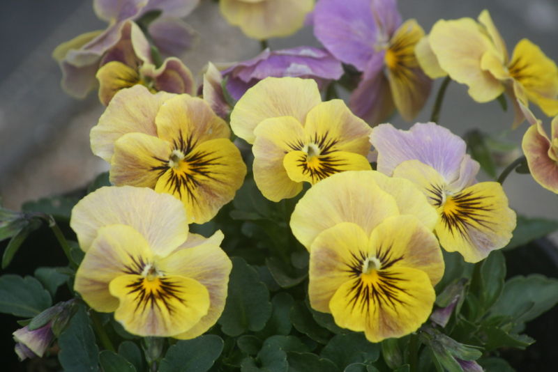 f:id:serawest:20110412064129j:image:w300