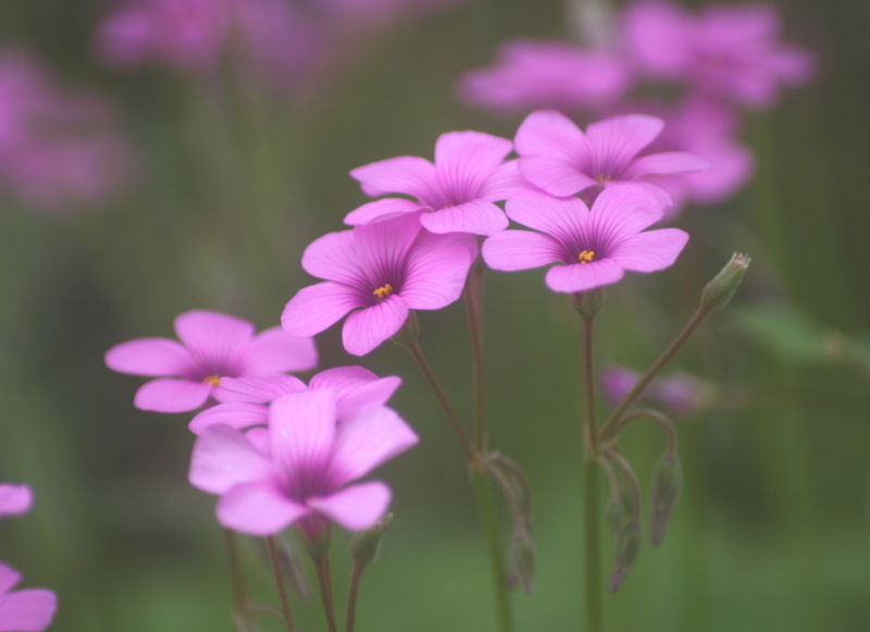 オキザリス ピンク せらにし花園 花図鑑