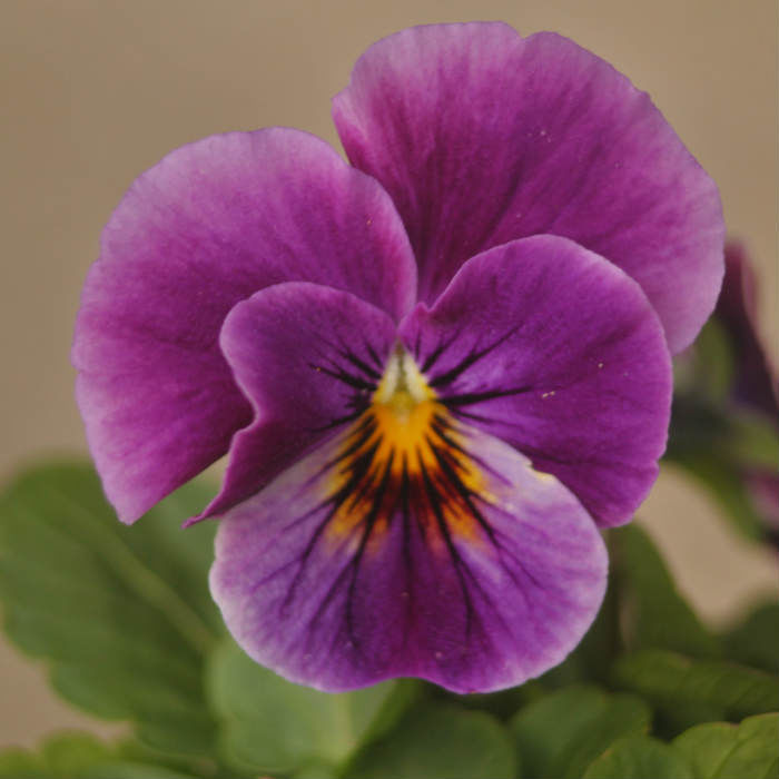 f:id:serawest:20200126071833j:plain