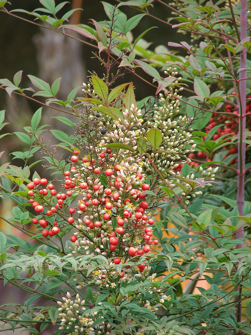 f:id:sere-na:20191209225357j:plain f:id:sere-na:20191209225357j:plain