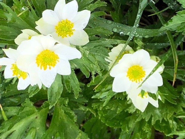 f:id:serena2003:20190720005433j:plain