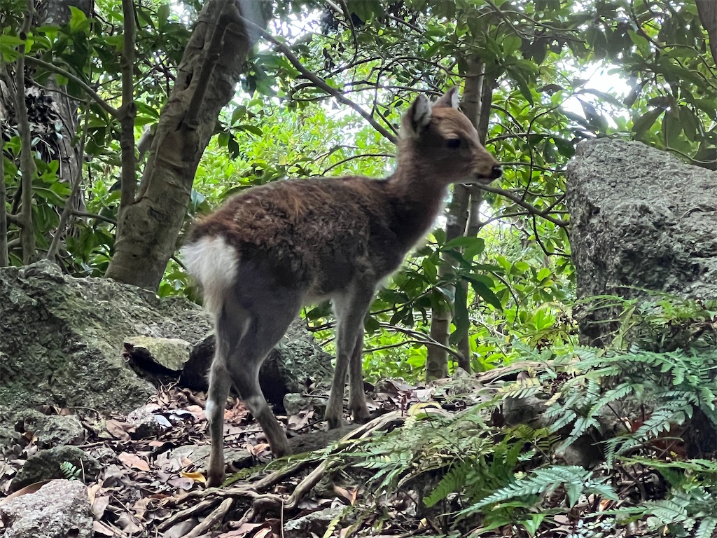 f:id:serena2003:20221119172235j:image