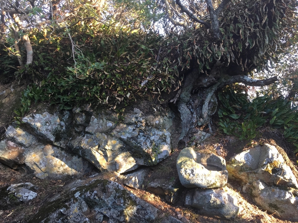 f:id:serenaO:20190124004840j:plain f:id:serenaO:20190124004840j:plain