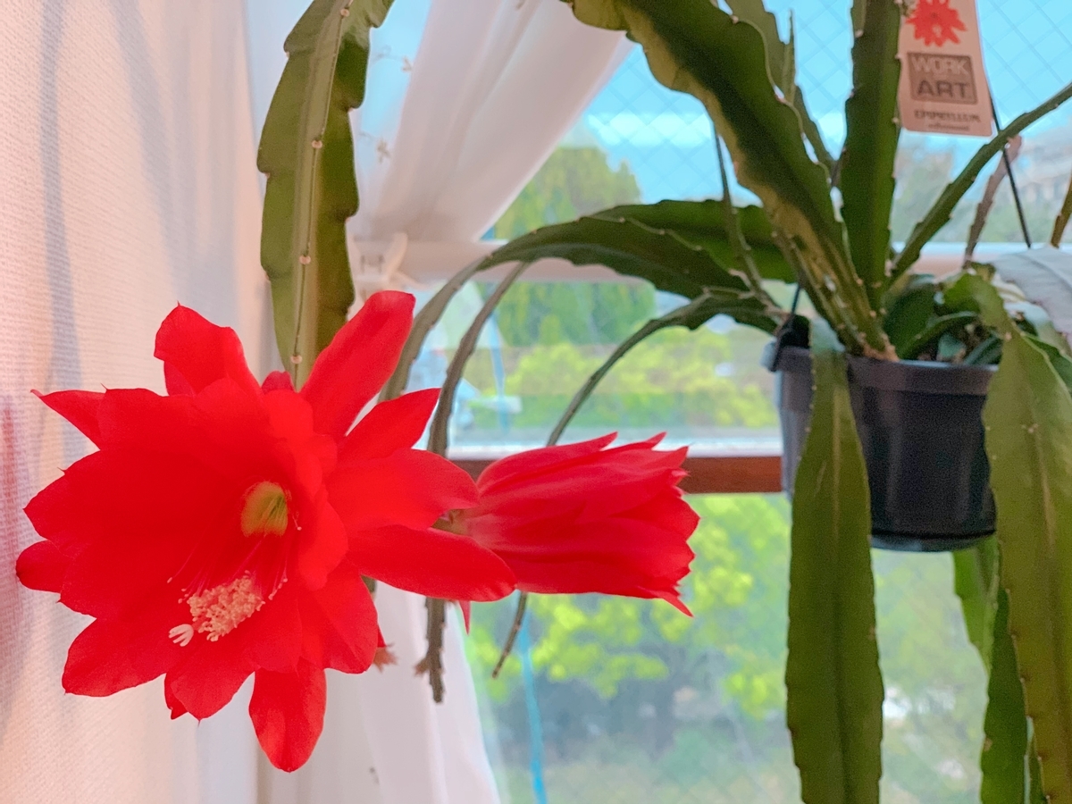 f:id:serenaO:20210430224918j:plain