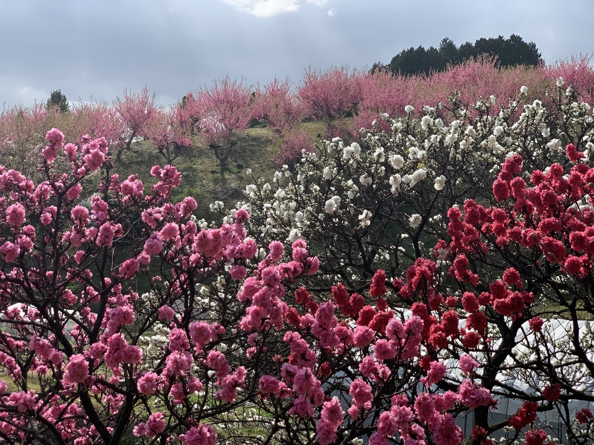 f:id:serenaO:20220325050735j:plain