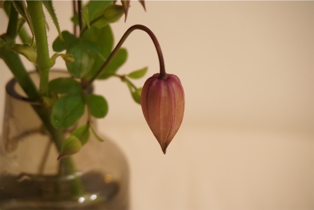 f:id:serendipity1633:20200313030044j:image f:id:serendipity1633:20200313030044j:image