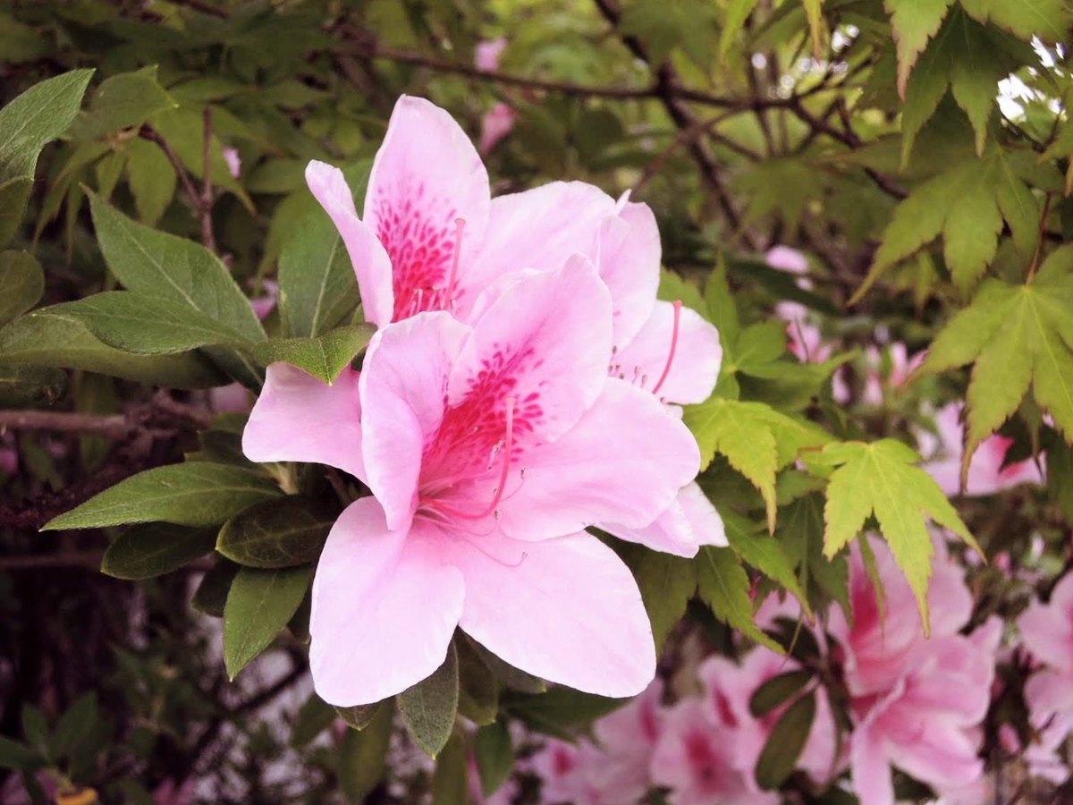 f:id:serendippo:20200506032020j:plain f:id:serendippo:20200506032020j:plain