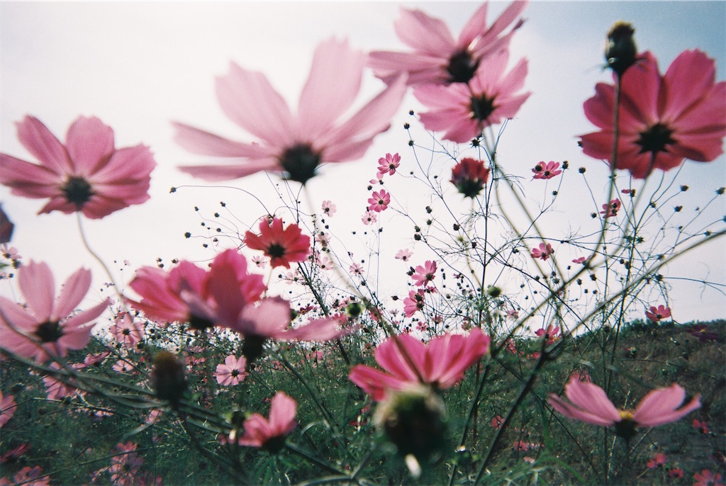f:id:serenita:20210123080439j:image f:id:serenita:20210123080439j:image