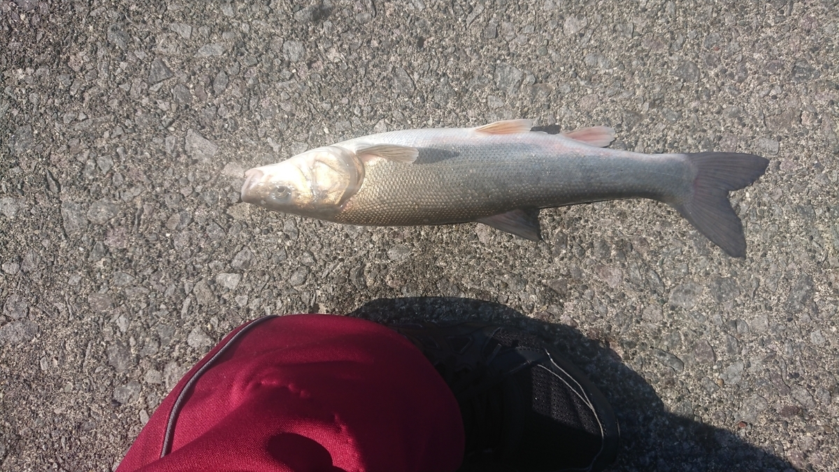 f:id:serezo_com:20190926132206j:plain f:id:serezo_com:20190926132206j:plain