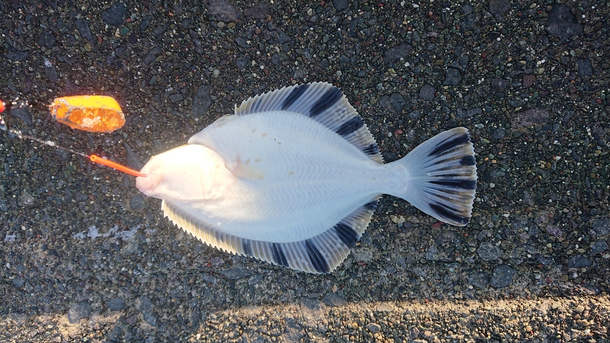 f:id:serezo_com:20191209181332j:plain f:id:serezo_com:20191209181332j:plain