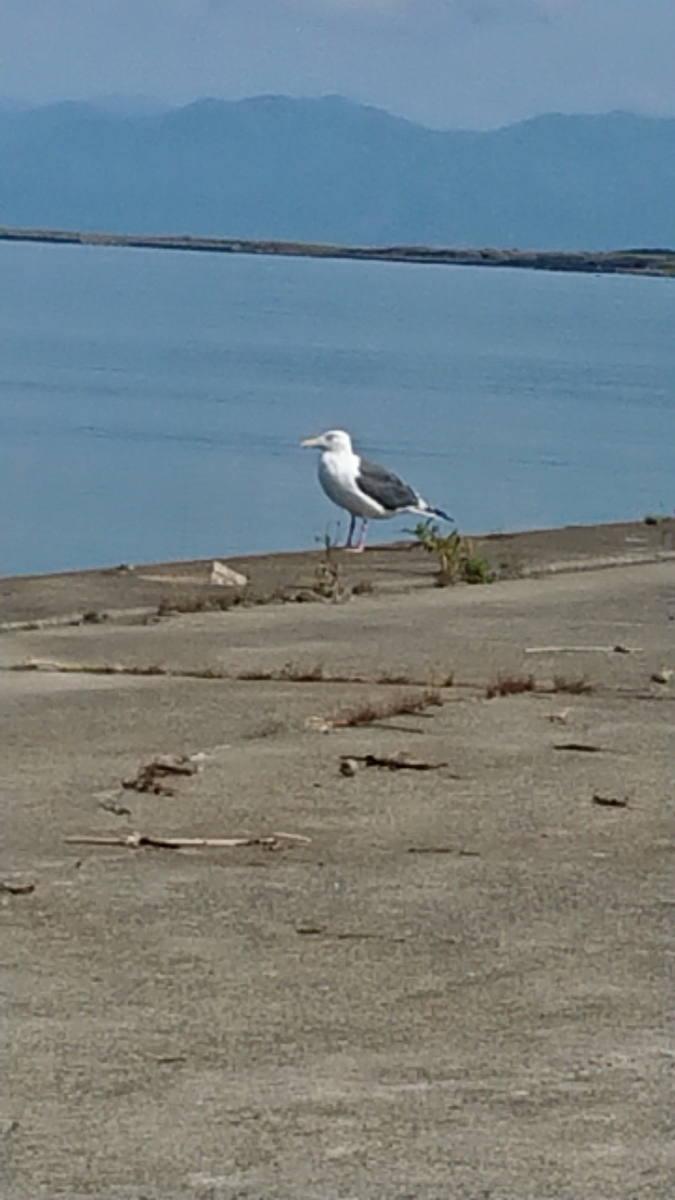 f:id:serezo_com:20210907132110j:plain