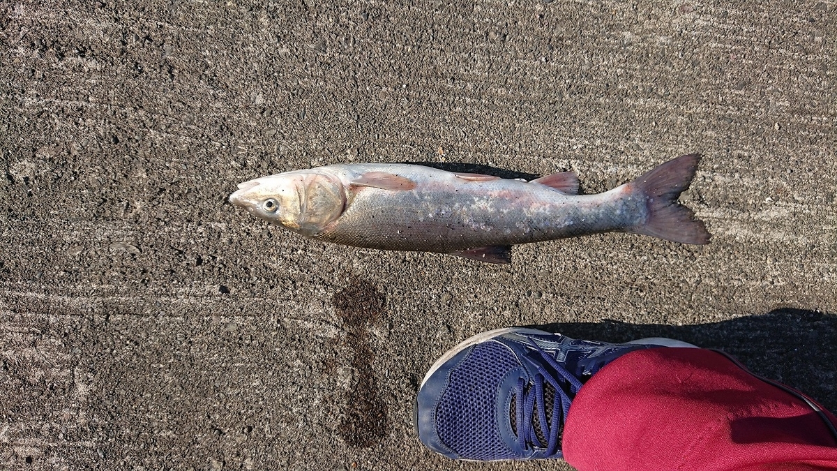 f:id:serezo_com:20210907132235j:plain