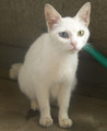 [かすみさん]6/9 我が家に猫がやってきた