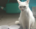 [かすみさん]6/9 子猫だと思った……（ら、お母さん猫だったのでした）