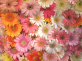 090426 一面のガーベラ （於 Marunouchi FLOWER WEEKS 2009）