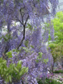 090426 藤が満開 （於 Marunouchi FLOWER WEEKS 2009）