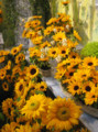090426 ゴッホのひまわりだそう （於 Marunouchi FLOWER WEEKS 2009）