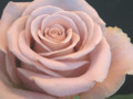 090426 絶妙な色合いの薔薇でした （於 Marunouchi FLOWER WEEKS 2009）