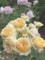 090519 ロゼッタ咲きの花が大好き （於 谷津バラ園）