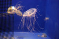 [クラゲ] 090731 ハナガサクラゲ 英名「Flower hat jelly」（於 新江ノ島水族館）