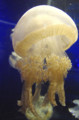 [クラゲ] 090731 水玉模様なタコクラゲ （於 新江ノ島水族館）