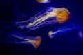 [クラゲ] 090731 アカクラゲの群舞 （於 新江ノ島水族館）