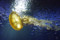  090731 いつも優雅なパシフィックシーネットル（於 新江ノ島水族館）