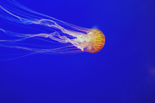  091128 アカクラゲ、もう１枚（於 新江ノ島水族館）