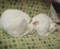 1/21 彼らは絶対、大福から進化した生き物だと思うんだ……