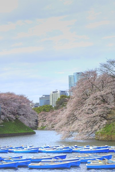 100401 今日はお花見（HDR化画像） （於:千鳥ヶ淵）