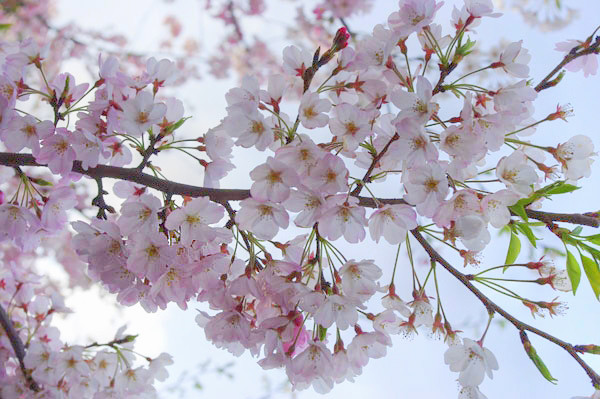 100401 薄紅色の桜、「神代曙」（HDR化画像） （於:国立劇場前）