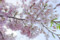 100401 薄紅色の桜、「神代曙」（HDR化画像） （於:国立劇場前）