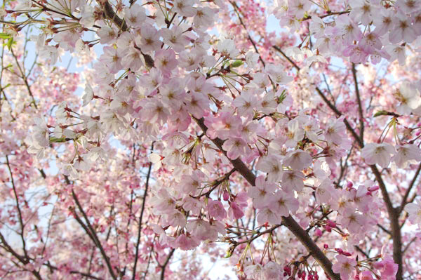 100401 薄紅色の桜、「神代曙」２（HDR化画像） （於:国立劇場前）