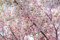 100401 薄紅色の桜、「神代曙」２（HDR化画像） （於:国立劇場前）