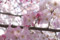 100401 薄紅色の桜、「神代曙」３ （於:国立劇場前）