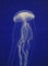 100418 半透明で実に綺麗なアマクサクラゲ（於 新江ノ島水族館）