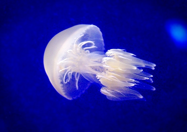 100418 タコクラゲにちょっと似てる、ビゼンクラゲ（於 新江ノ島水族館