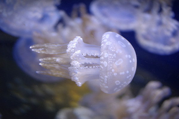 100418 水玉模様のタコクラゲ（於 新江ノ島水族館）