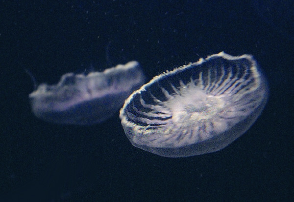 100418 オワンクラゲ、名前の通りのこの形状（於 新江ノ島水族館）
