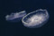 100418 オワンクラゲ、名前の通りのこの形状（於 新江ノ島水族館）