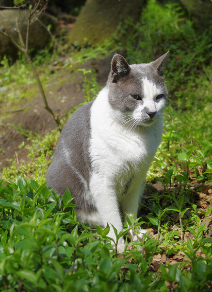 100418 江の島で会った猫たち４ （於 江の島）