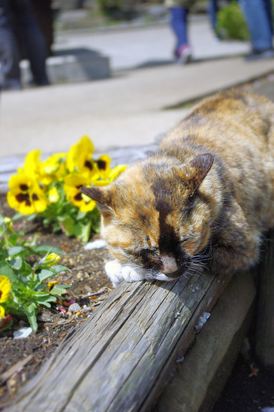 100418 江の島で会った猫たち５ （於 江の島）