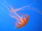 100811 アカクラゲは今日も美人さん（於 新江ノ島水族館）