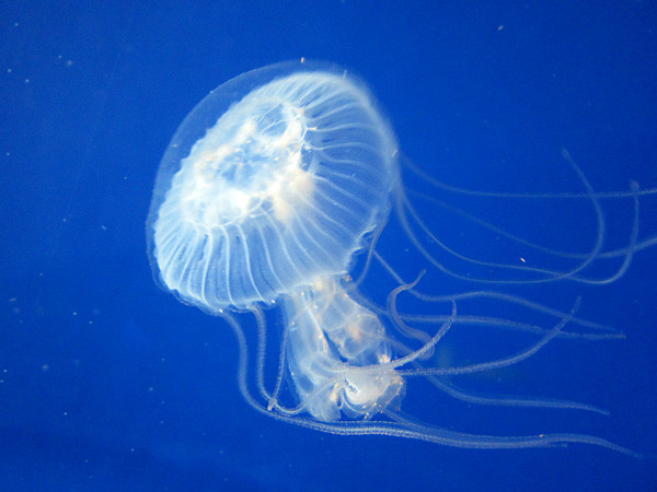 100811 白く透明なアマクサクラゲはすごく撮影しにくい…（於 新江ノ島