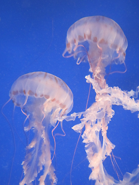 100811 パープルストライプドジェリーその２（於 新江ノ島水族館）