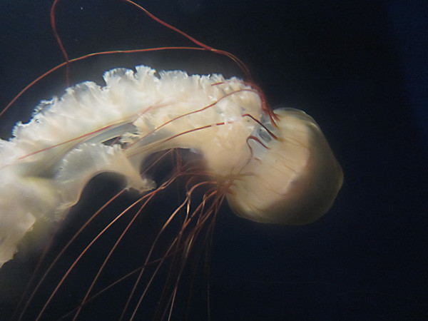 100811 毒の強いヤナギクラゲ（於 新江ノ島水族館）