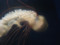 100811 毒の強いヤナギクラゲ（於 新江ノ島水族館）
