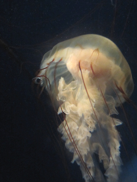 100811 ヤナギクラゲその２（於 新江ノ島水族館）