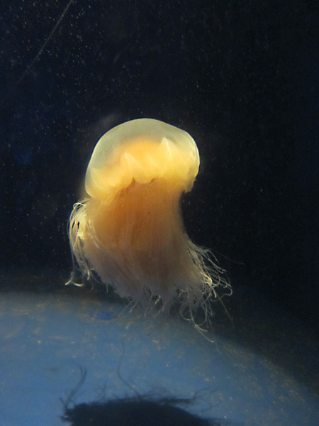 100811 なんだか楽しげなキタユウレイクラゲ（於 新江ノ島水族館）